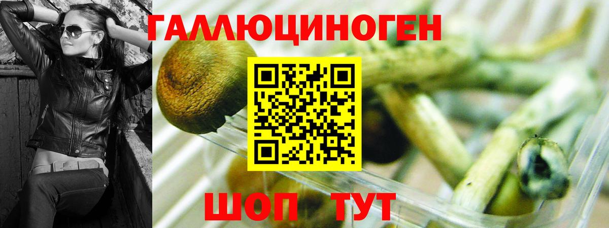 Псилоцибиновые грибы Cubensis Междуреченск