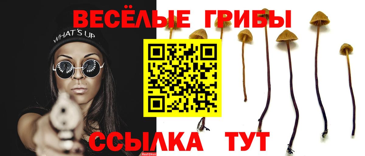 как найти   Псилоцибиновые грибы GOLDEN TEACHER  Вход с VPN  Междуреченск 